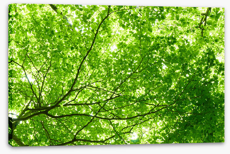 Leaves - Image 2