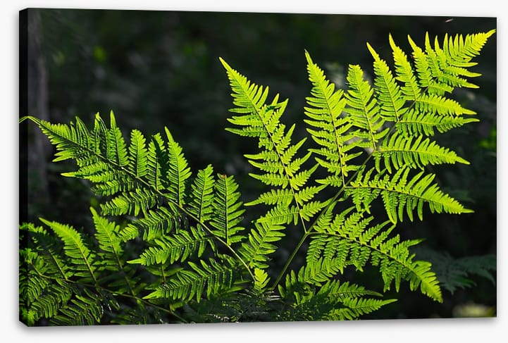 Leaves - Image 2
