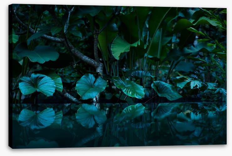 Rainforest reflections - Image 2