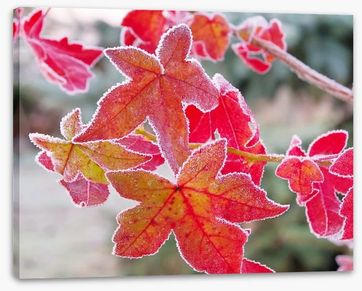 Sweet gum under frost - Image 2
