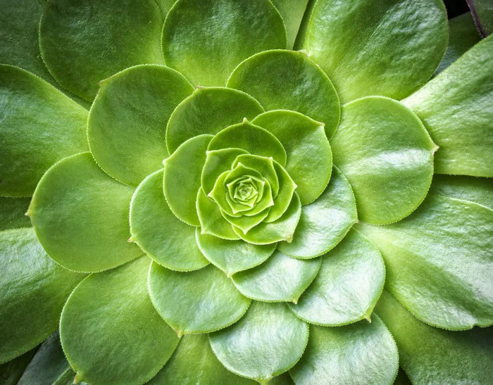 Tropical succulent