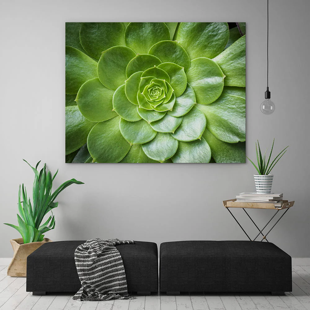 Tropical succulent - Image 3