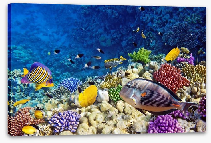 Life on the coral atoll - Image 2