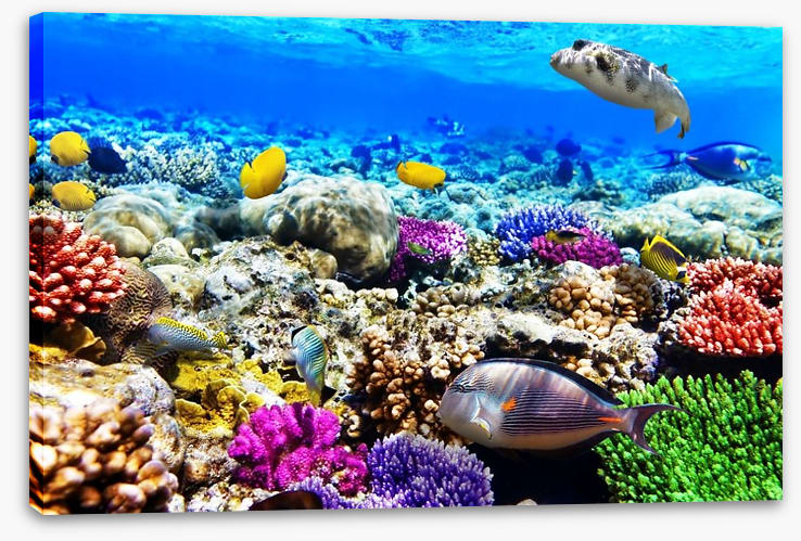 Life underwater - Image 2