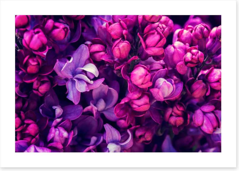 Lilac in love - Image 2