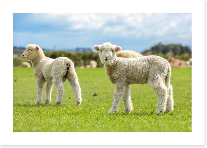 Little lost lambs - Image 2