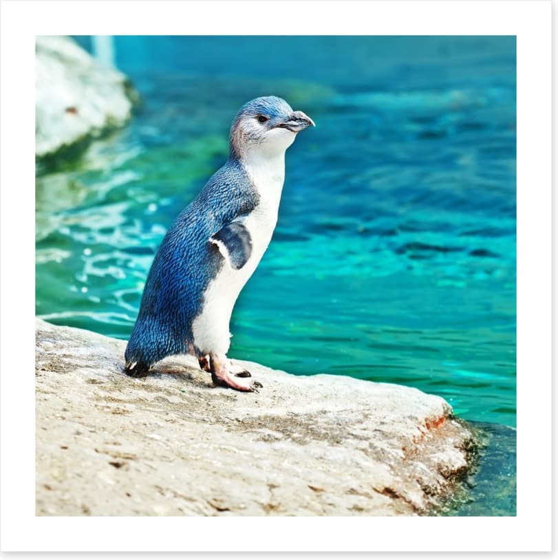 Little penguin blue - Image 2