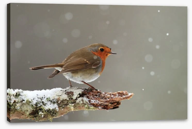 Little robin - Image 2