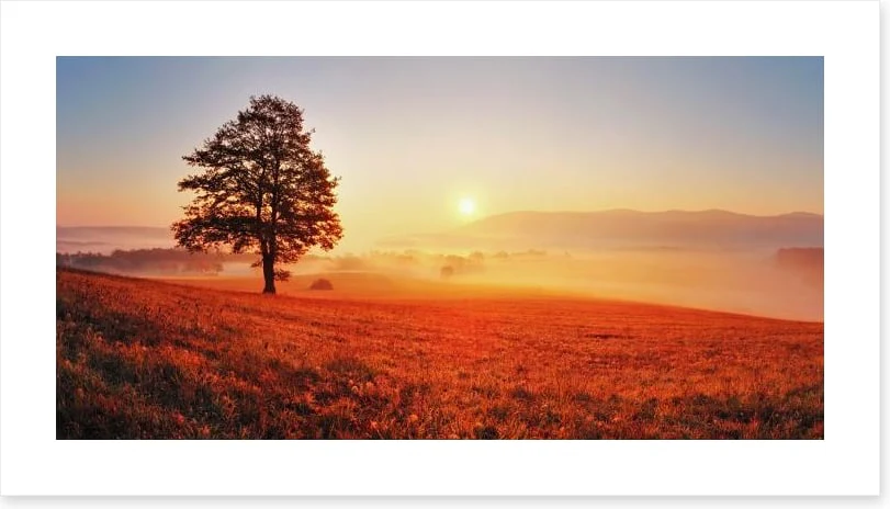 Lone tree in the sunrise meadow - Image 2