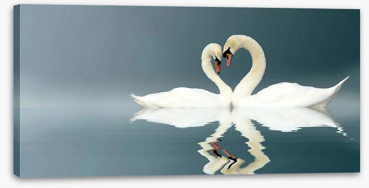 Love swans panorama - Image 2