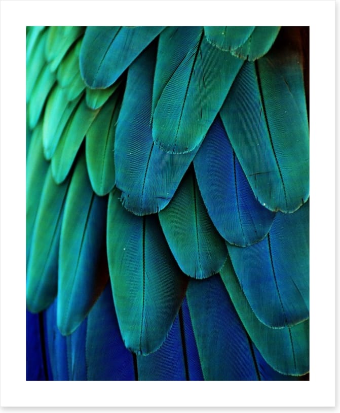 Macaw feathers - Image 2