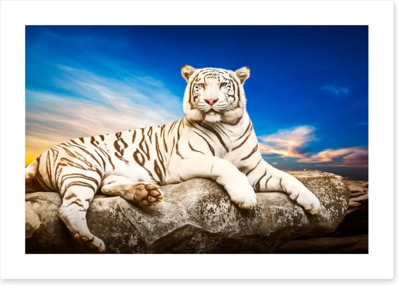 Majestic white tiger - Image 2