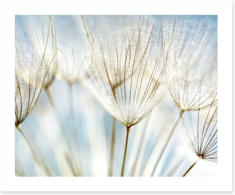 Make a wish - Image 2