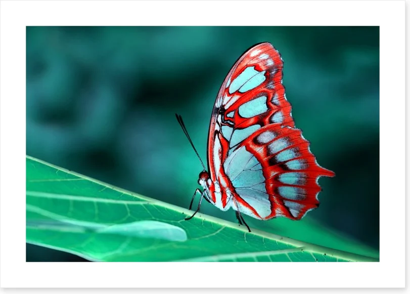 Malachite butterfly, Brazil - Image 2