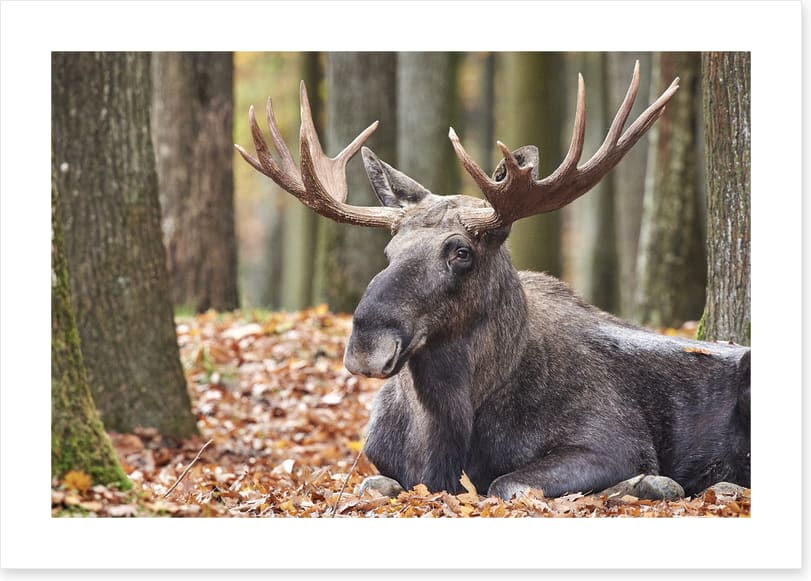 Mammals - Image 2