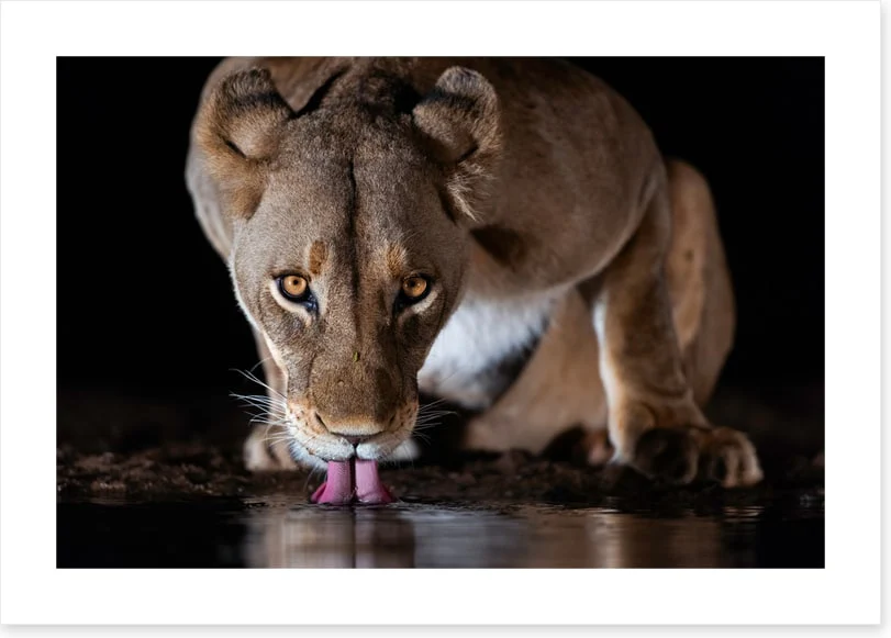 Mammals - Image 2