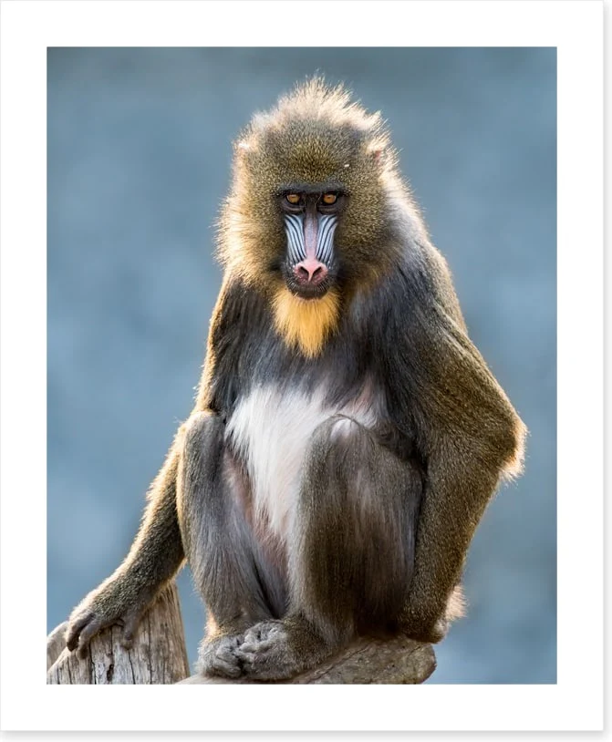 Mandrill moment - Image 2