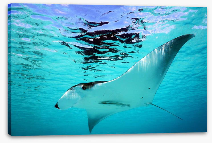 Manta Ray swim - Image 2