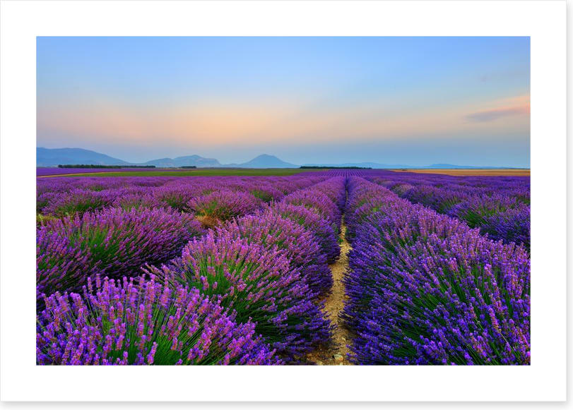 Meadows - Image 2