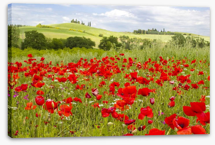 Tuscany poppies - Image 2