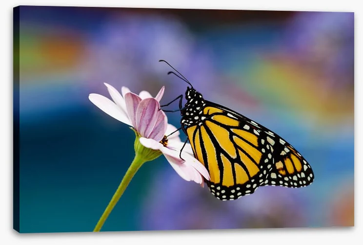 Monarch of spring - Image 2