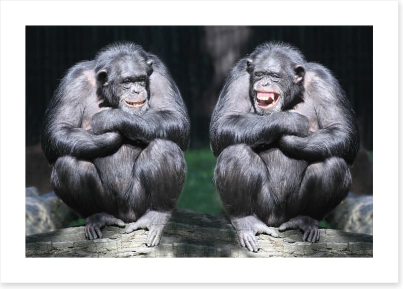 Monkeying around - Image 2