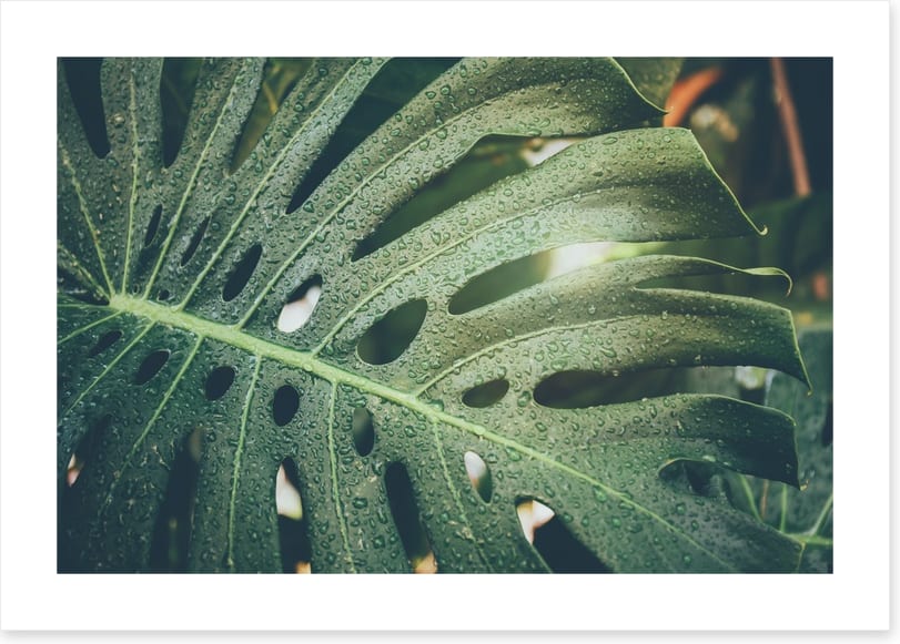 Monstera raindrops - Image 2