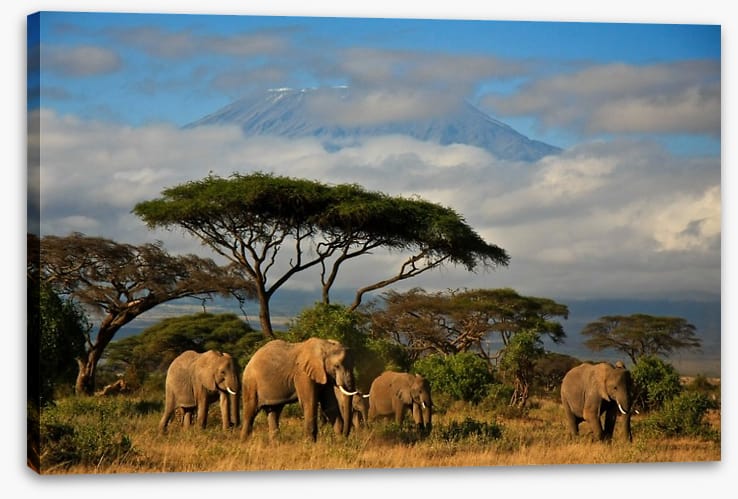 Mount Kilimanjaro elephants - Image 2