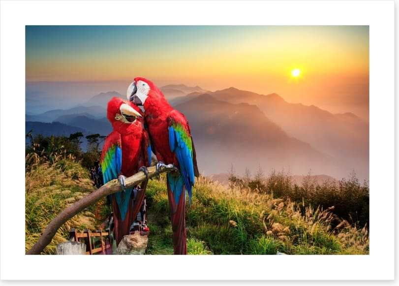 Mountain Macaw - Image 2