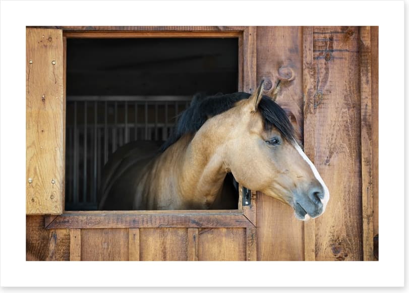My stable window - Image 2