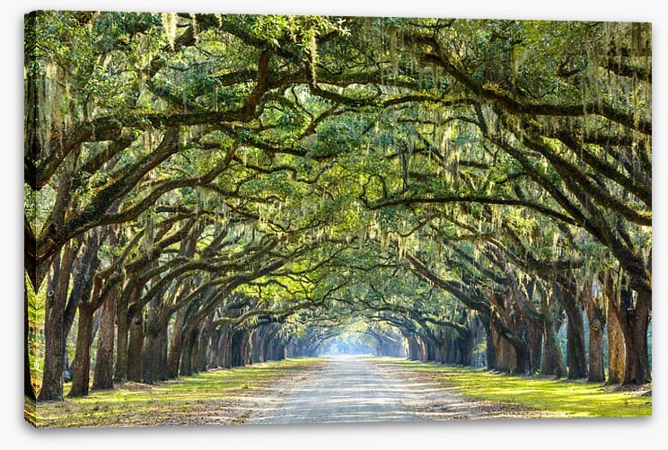 Oak lined road in Savannah, Georgia - Image 2
