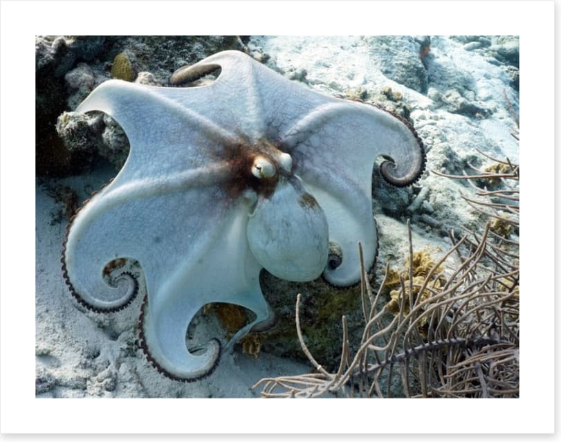 Octopussy - Image 2