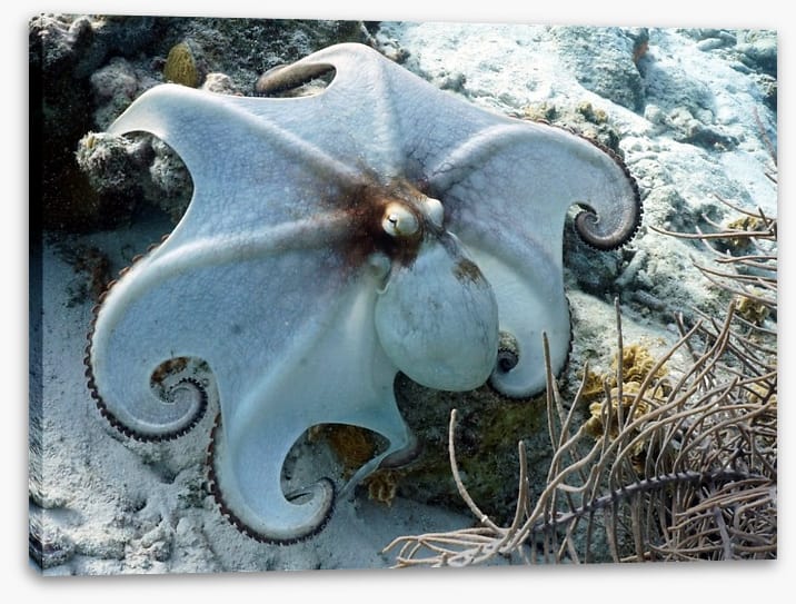 Octopussy - Image 2