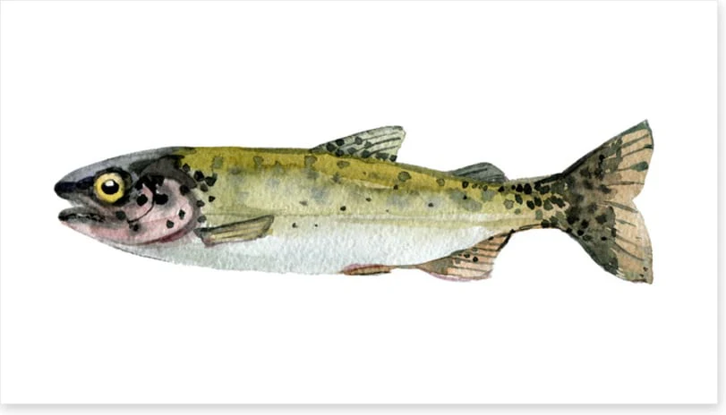 Old trout - Image 2