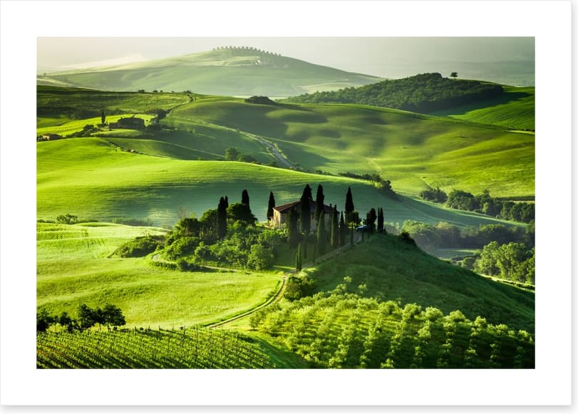 Olive groves and vineyards - Image 2