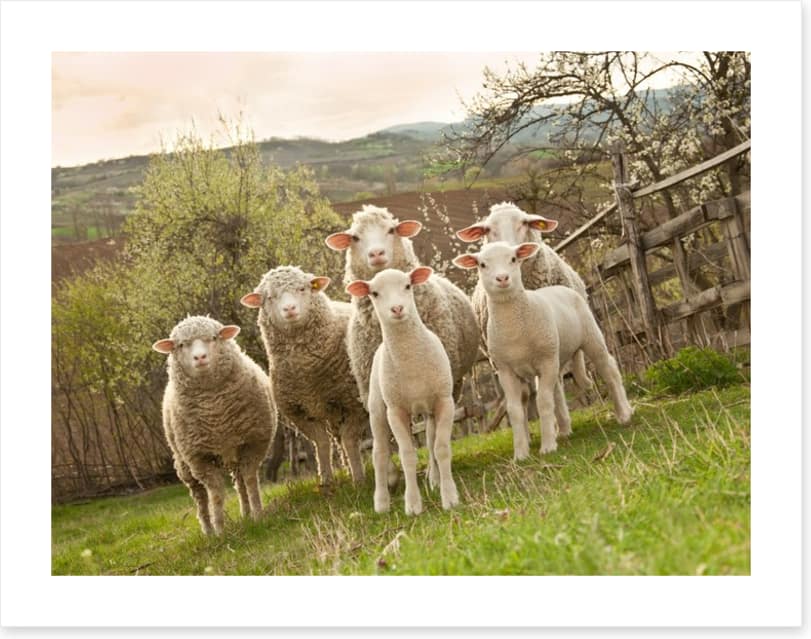 On pasture - Image 2
