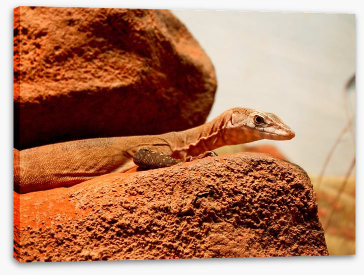 On the hot rocks - Image 2
