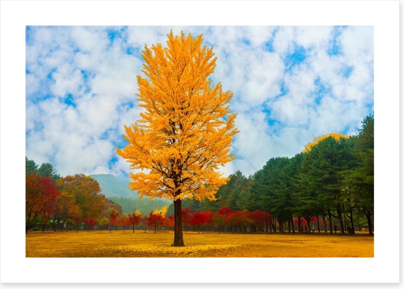 One golden ginkgo - Image 2