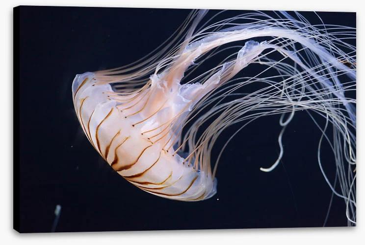 One jellyfish - Image 2