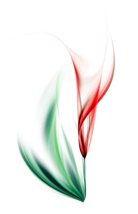 One red tulip