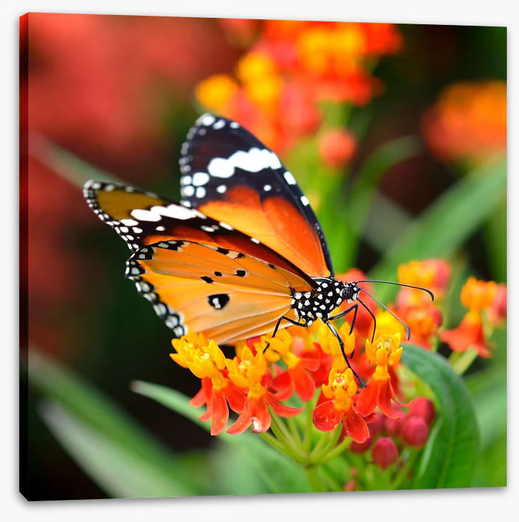 Orange monarch - Image 2
