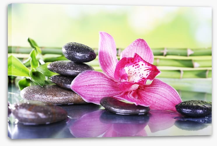 Orchid attraction - Image 2