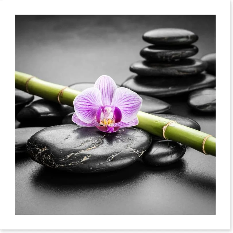 Orchid balance - Image 2