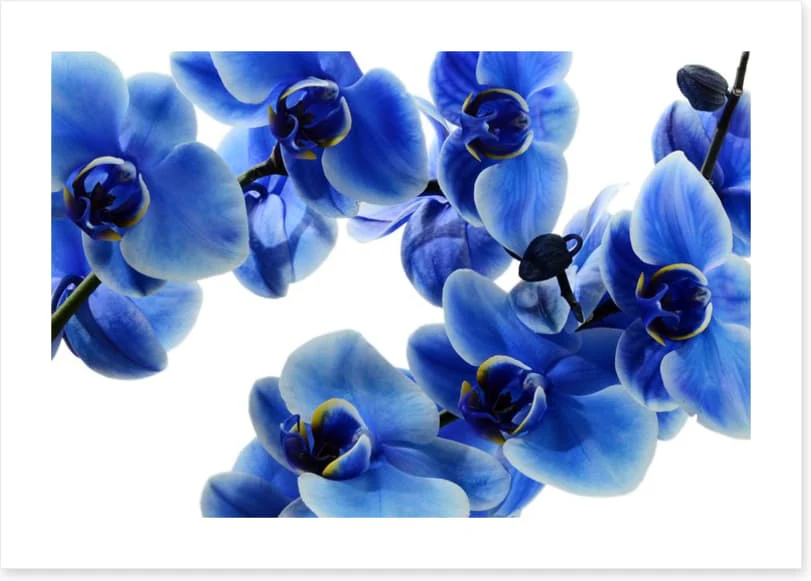 Orchid blue - Image 2
