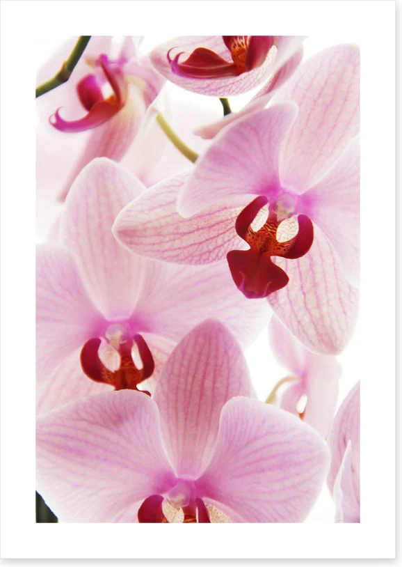 Orchid distraction - Image 2