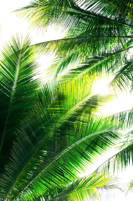 Palm leaf sunshine