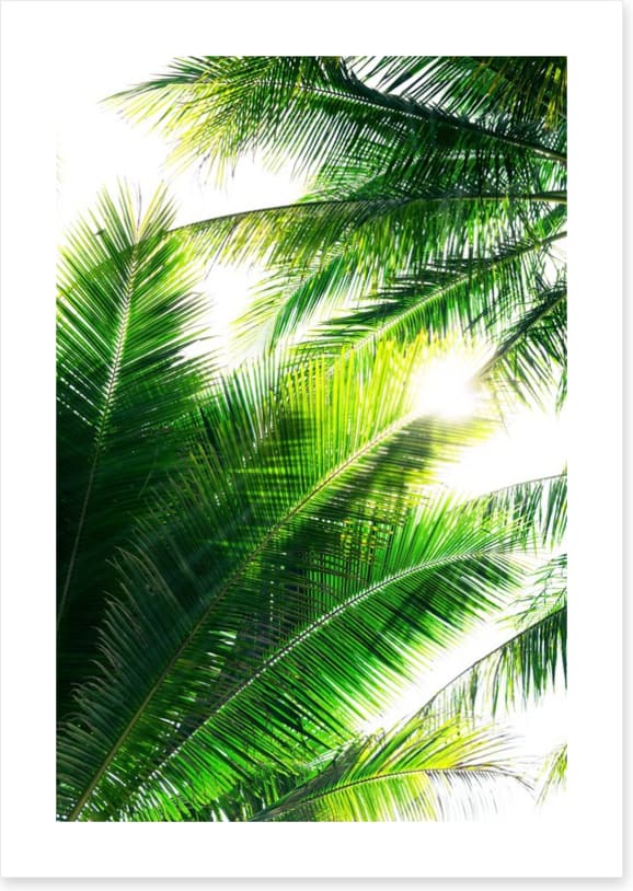 Palm leaf sunshine - Image 2