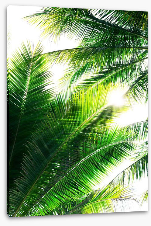 Palm leaf sunshine - Image 2