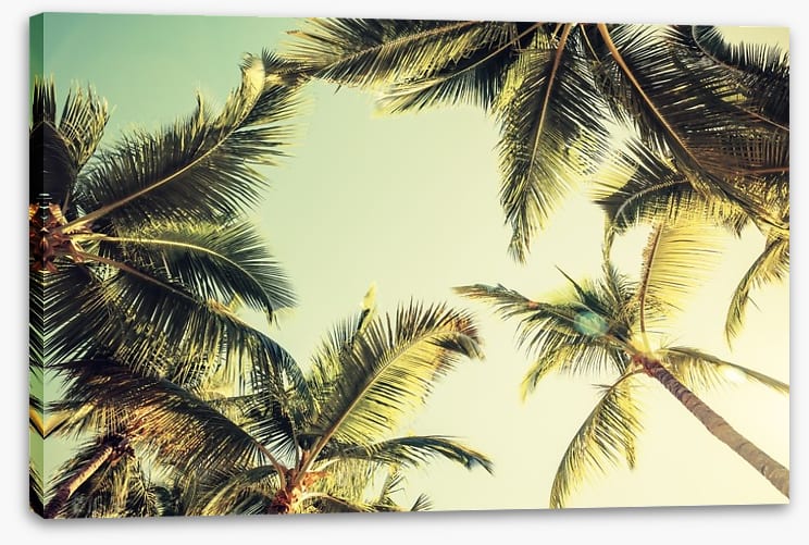 Coconut palms - Image 2