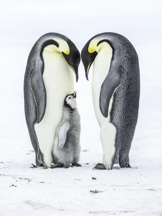Parental love